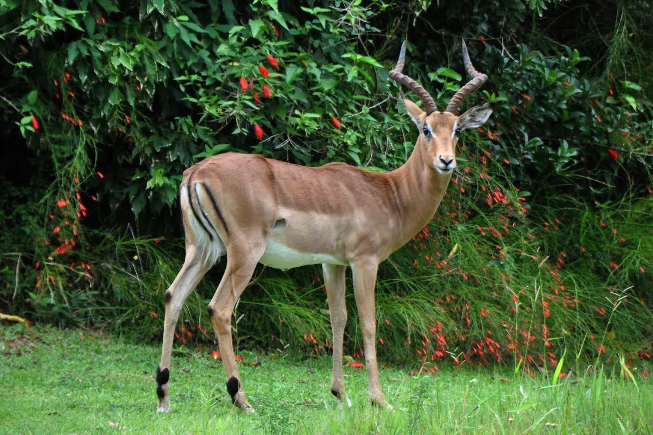 Kruger Park Lodge Unit No. 543 Hazyview Εξωτερικό φωτογραφία